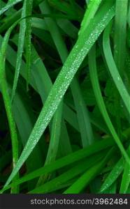The green grass covered by morning dew