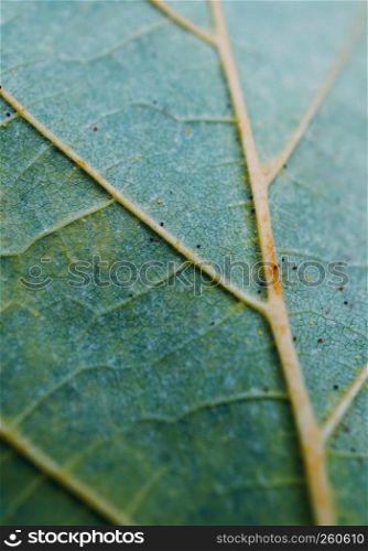 the green leaf