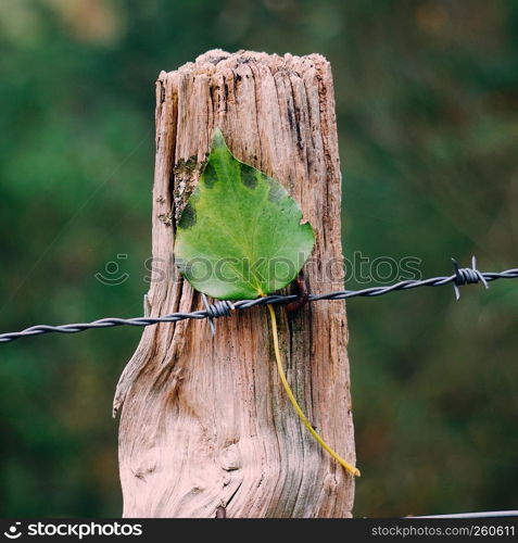 the green leaf in the barbed wire fence