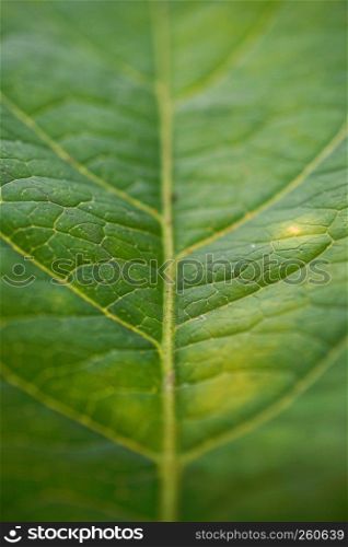 the green leaf in the nature