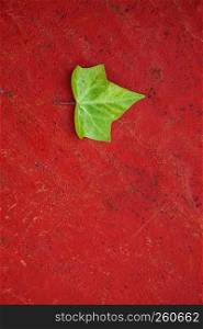the green leaf on the red ground