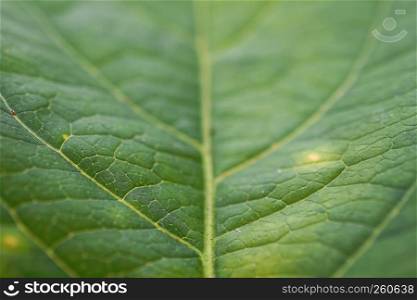 the green leaf texture