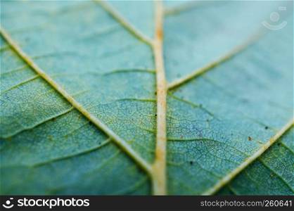 the green leaf texture