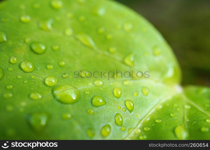 the green leaf with drops on the ground