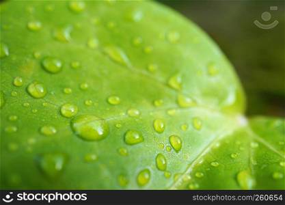the green leaf with drops on the ground