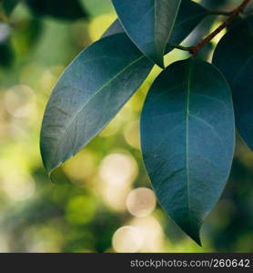 the green leaves