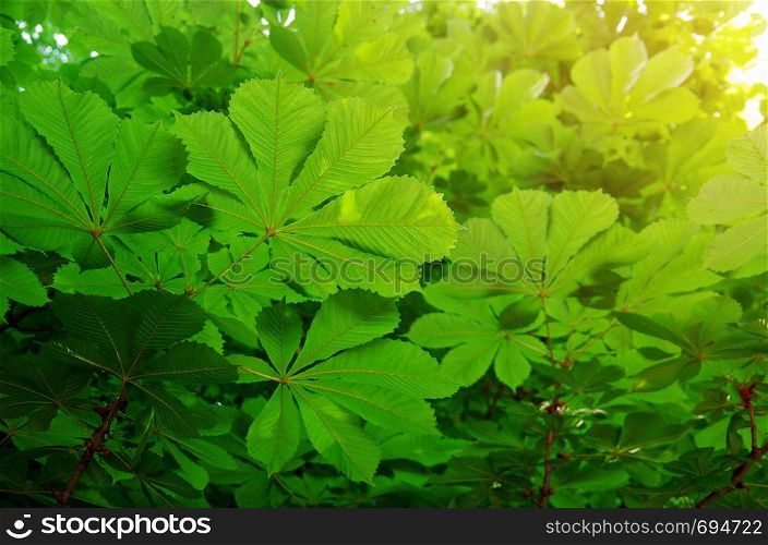 The green leaves of chestnut