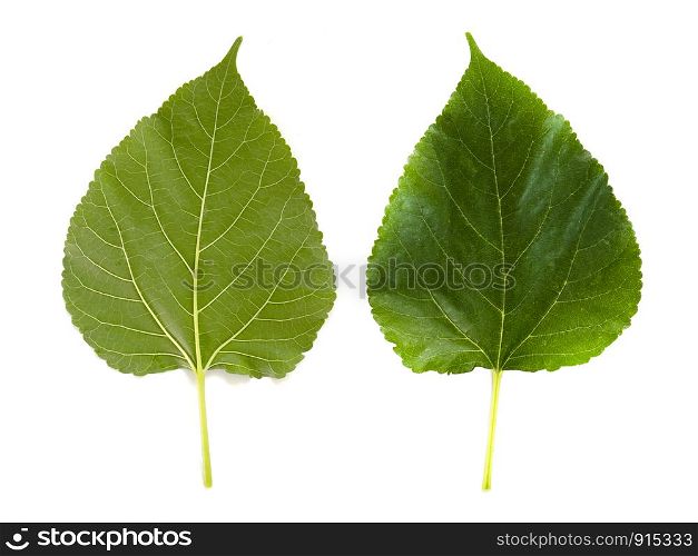 The green leaves of the mulberry top and bottom view isolated on white background.
