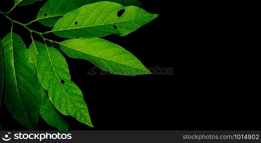 The green leaves on a black background are perfect as a background image.