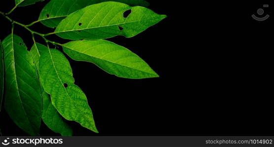 The green leaves on a black background are perfect as a background image.