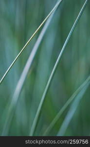 the green plant grass in the garden