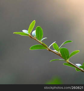 the green plant leaves in the garden