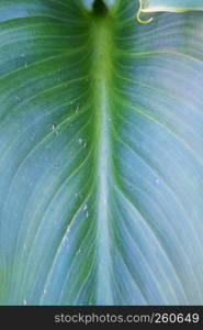 the green plant leaves in the garden