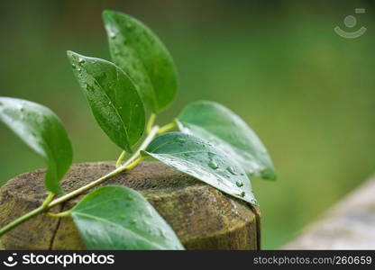 the green plant leaves in the nature