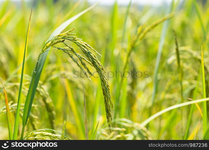 The green rice and seeds are light green in the rice fields.