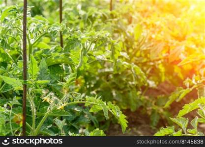 The green tomatoes bushes ,green tomatoes on tomato tree in greenhouse. Agriculture concept, organic farming. The green tomatoes bushes ,green tomatoes on tomato tree in greenhouse