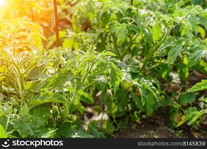 The green tomatoes bushes ,green tomatoes on tomato tree in greenhouse. Agriculture concept, organic farming. The green tomatoes bushes ,green tomatoes on tomato tree in greenhouse