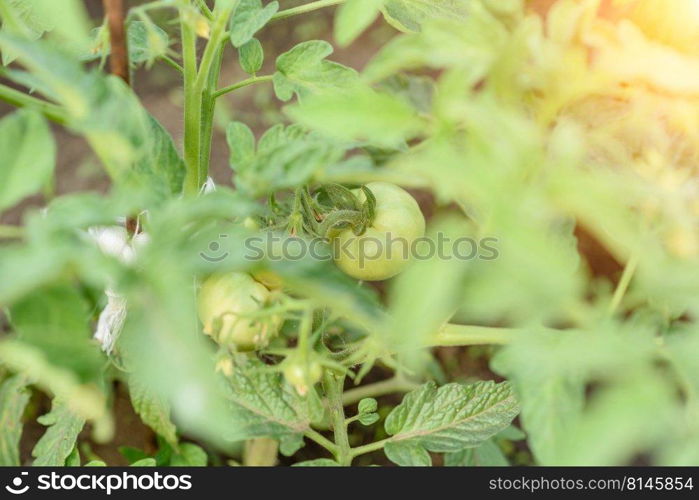 The green tomatoes bushes ,green tomatoes on tomato tree in greenhouse. Agriculture concept, organic farming. The green tomatoes bushes ,green tomatoes on tomato tree in greenhouse