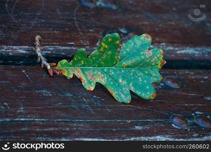 the green tree leaf on the ground