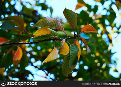 the green tree leaves in the nature