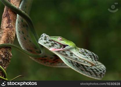 The Green Vine Snake, Oxybelis fulgidus, is a long, slender arboreal Colubrid snake that inhabits India. The Vine snake stays high on trees and looks down to the ground. When a mouse, lizard or nest is found the snake follows the prey a short distance a