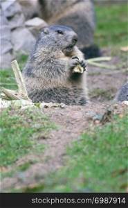 The groundhog (Marmota), a rodent living in the Alps. Das Murmeltier, (Marmota) ein in den Alpen lebendes Nagetier