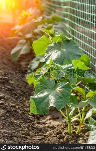The growth and blooming of greenhouse cucumbers. The Bush cucumbers on the trellis. Growing cucumbers in the garden. The growth and blooming of greenhouse cucumbers