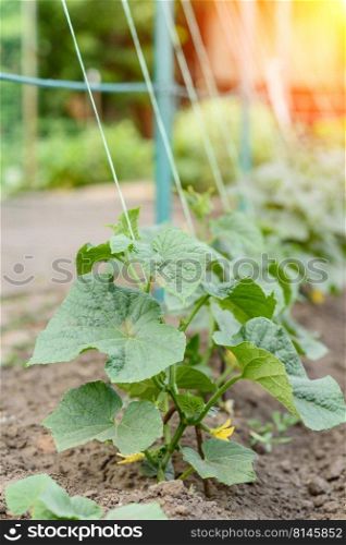 The growth and blooming of greenhouse cucumbers. The Bush cucumbers on the trellis. Growing cucumbers in the garden. The growth and blooming of greenhouse cucumbers