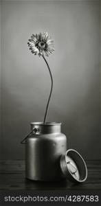 The growth of the power, flower growing upward - artificial flower inside the can, tinted black and white image