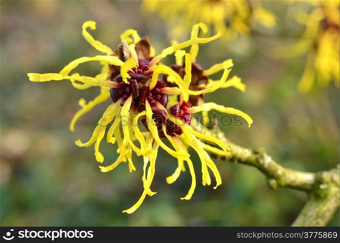 The Hamamelis in full bloom in the Netherlands.