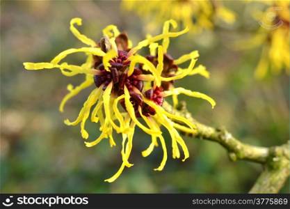The Hamamelis in full bloom in the Netherlands.