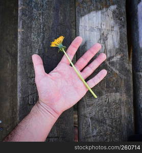 the hand and yellow flower