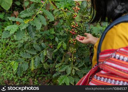 The hand girl holding the fresh coffee on the coffee tree