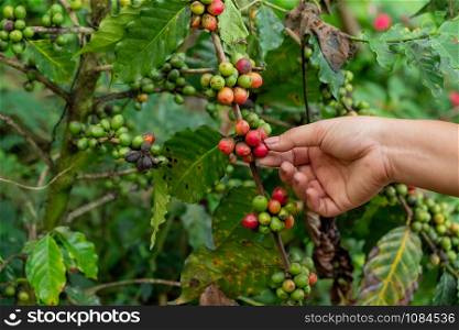 The hand holding the fresh coffee on the coffee tree