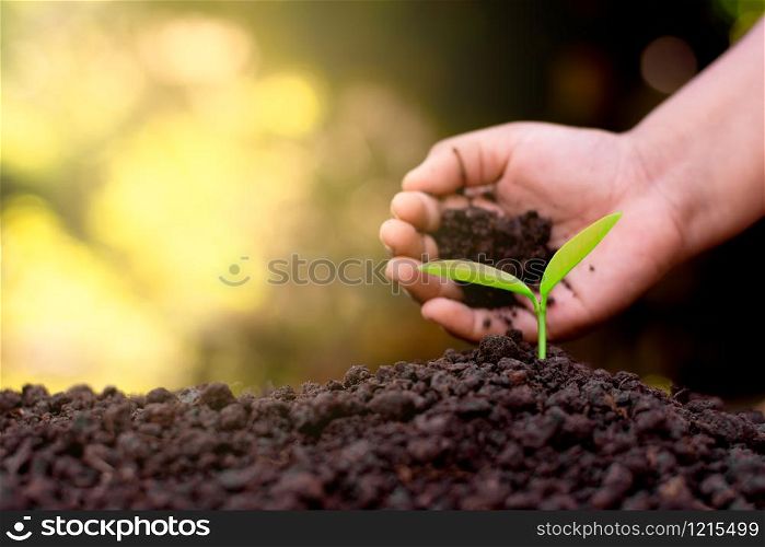 The hand of a children are planting the seedlings into the soil.