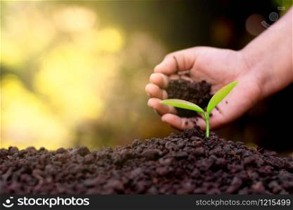 The hand of a children are planting the seedlings into the soil.
