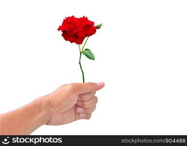 The hand of a man holding a rose is about to be handed on white background ,isolated of hand holding a rose