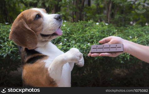 The hand of a person is giving chocolate to a pet to eat. But animals can&rsquo;t eat chocolate. It contains caffeine, Theobromine, which is dangerous for pets. If a dog eats it, it may die