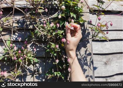 The hand of a young woman is touching the first clematis flowers to bloom in spring