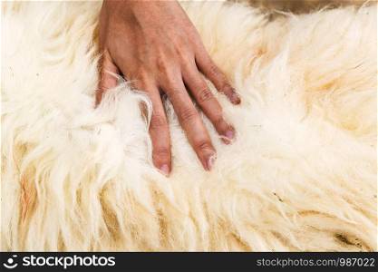 The hand that is touching the sheep's wool is dirty.