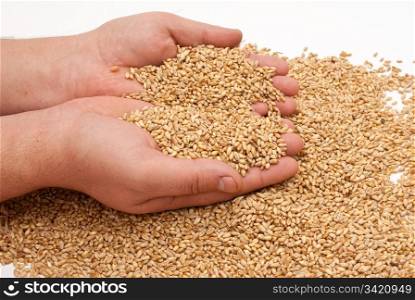 The hands and wheat