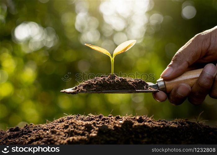The hands of agricultural men are using shovels of seedlings to be planted in the fertile soil while morning sunlight is shining.