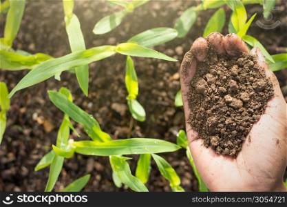 The hands of farmer boys are carrying rich loam in agricultural plots of seedlings of corn.