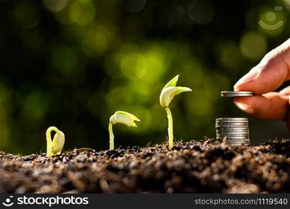 The hands of men are picking up the coins, stacked together, and three seedlings are growing.