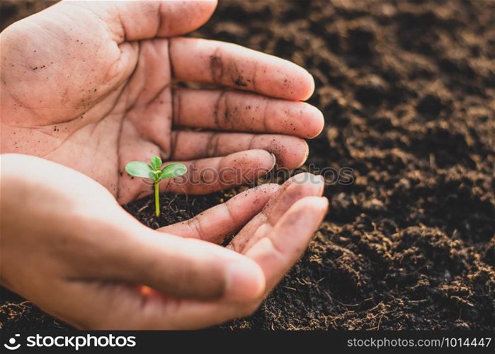 The hands of men are planting seedlings.