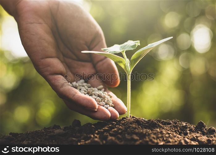 The hands of men are pouring chemical fertilizers into the seedlings.