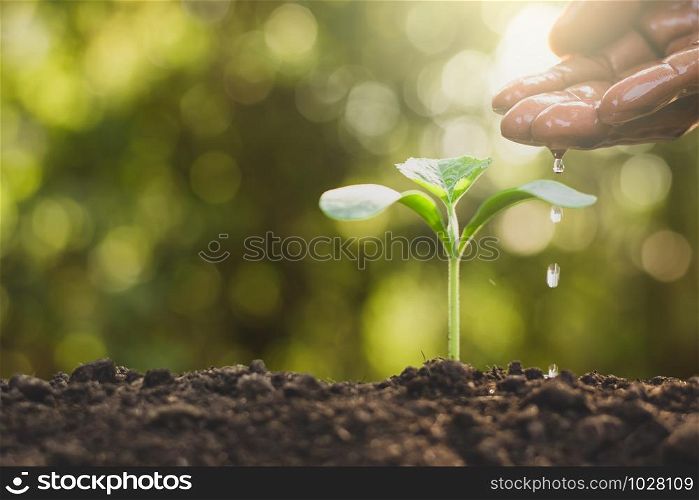 The hands of men are watering the growing seedlings.