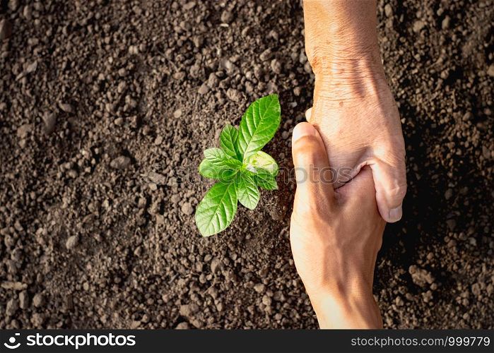 The hands of the old woman and the hands of the men are shaking hands to show unity in helping to plant trees.