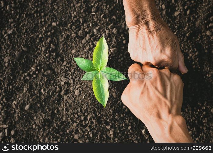 The hands of the young man and the old woman are showing unity in helping to plant trees.