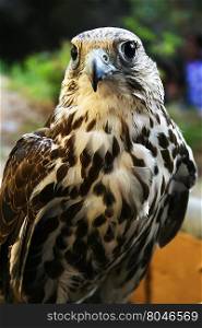 The Hawk. Portrait of a trained falcon